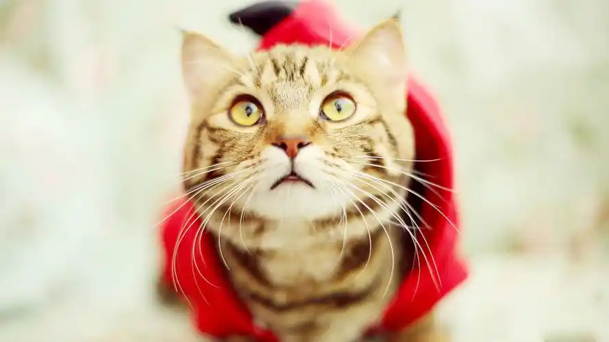 治愈系可爱喵星人呆萌高清桌面壁纸