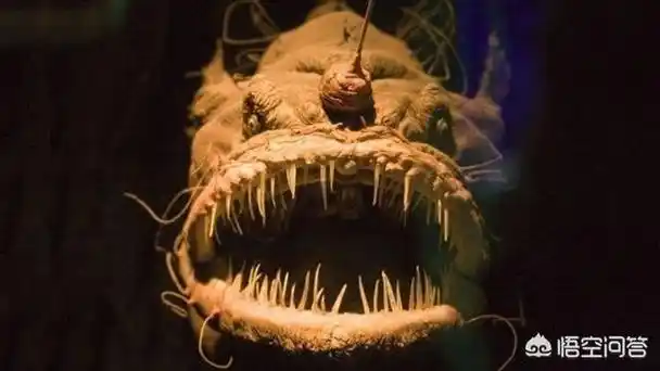 奇怪的动物,世界上最奇怪的动物长什么样?