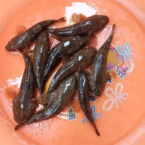 春光岛正宗沙塘鳢呆子鱼笋壳鱼小河生态塘鳢鱼土步鱼虎头鱼鲜活现杀