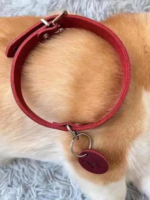 新手选择的狗项圈