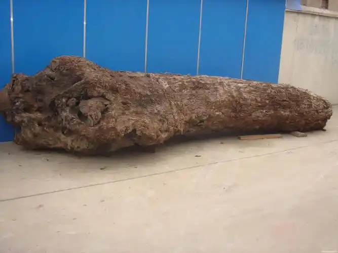 阴沉木的种类繁多,有:麻柳树,青冈树,香樟树,楠木(金丝楠木,小叶楠木)