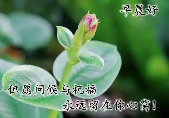 漂亮夏日风景早上好图片带祝福语好看夏天风景朋友圈早安问候祝福图片