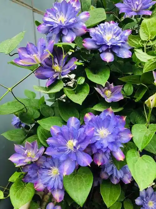 颜值很高的铁线莲蓝色风暴养护简单三季有花看你值得拥有