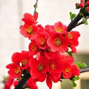 新款y长寿冠海棠花盆栽植物带花苞海四季海棠花苗 庭院室内 棠.