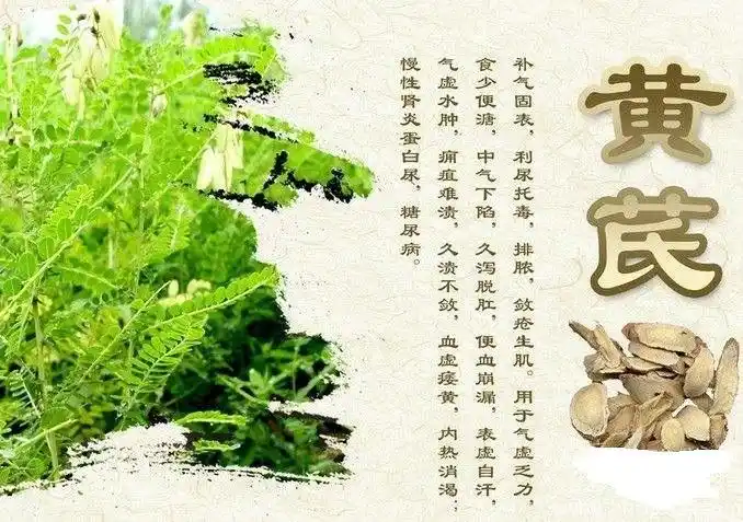 可以对抗病毒性的疾病,具有杀菌的作用,经常服用黄芪能让心脏更健康