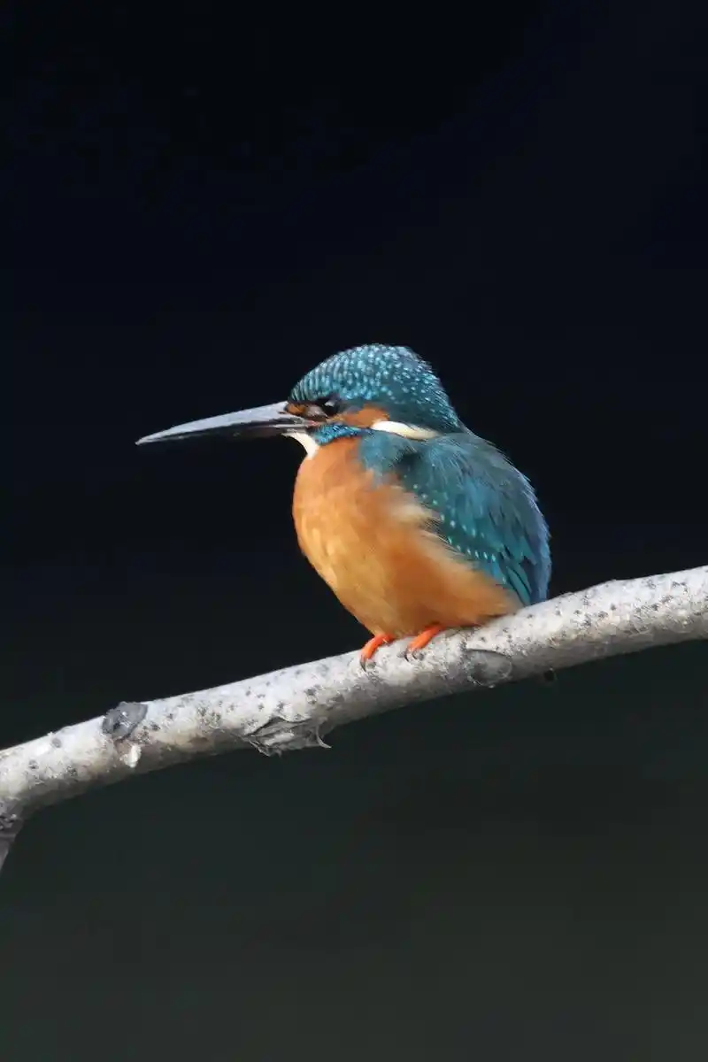 最美的期待——美的"不普通"的普通翠鸟 230222拍摄于北 - 抖音