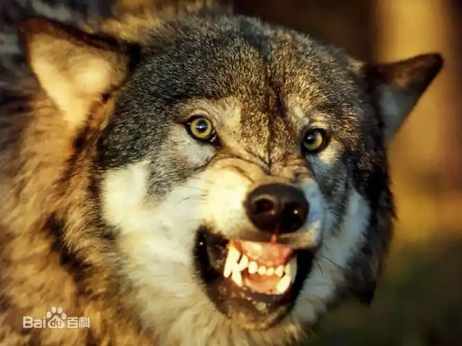狼图片_百度百科