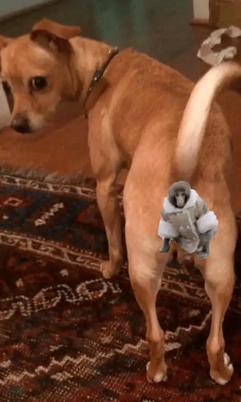 用过的套子最好别乱扔,狗非常爱吃这东西!