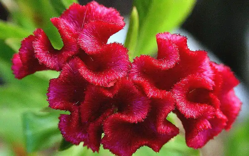 属鸡的人开运植物凤仙花,鸡冠花带给属鸡的人幸运的植物庞大的观叶