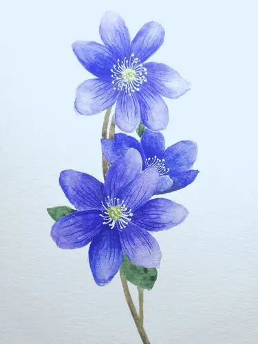 水彩花卉《蓝色的梦》
