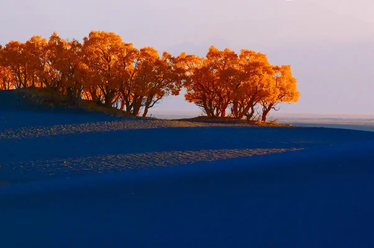 青海格尔木胡杨林,世界上海拔最高的胡杨林,格尔木胡杨林,是青海唯一