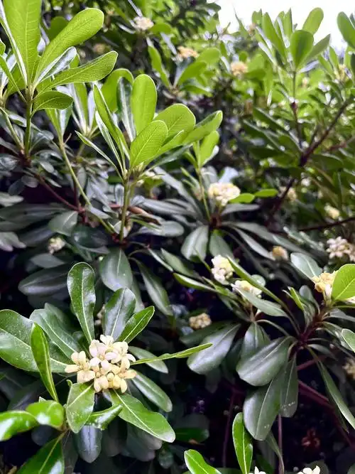 四月里的七里香海桐花小学组737号伍恩希