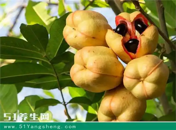 世界上最销魂的水果,看到最后一种直接跪了