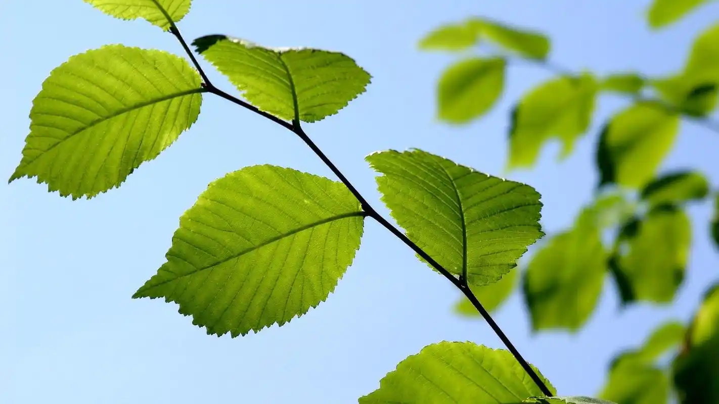 好看的绿色植物电脑壁纸第三辑