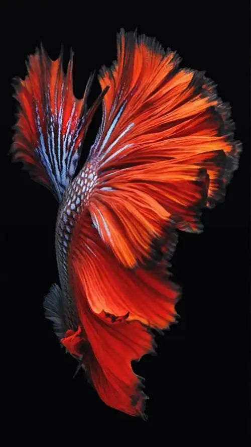 iphone6s鲤鱼官方壁纸,高清图片,手机锁屏桌面-壁纸族