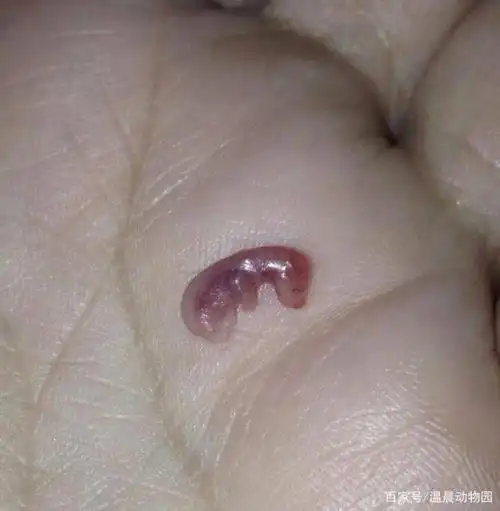 蜜袋鼯不同于任何其他常见宠物,繁殖期间需要铲屎官注意这些问题