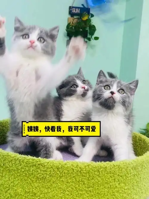 78上新英短蓝白猫新手养猫推荐品种之一