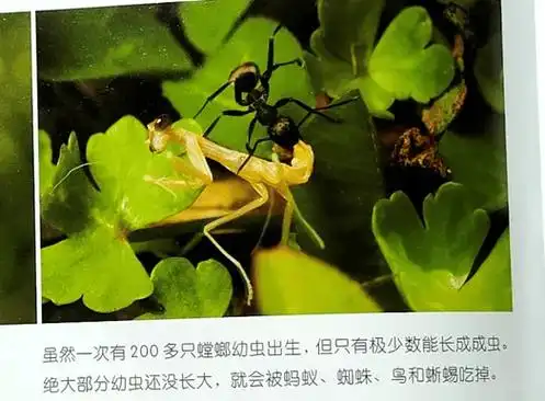 4月最后一波特价!2年内娃要上小学的一定要看看,比上衔接班更管用