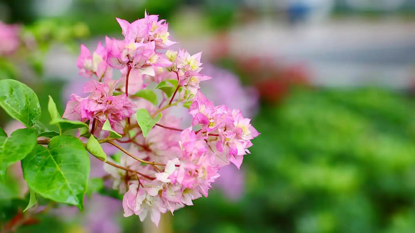 好看的绿色系壁纸,护眼又清新,喜欢就赶紧下载吧!