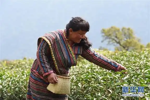 墨脱县门巴族妇女在广东援建的茶园里采茶(3月12日摄).