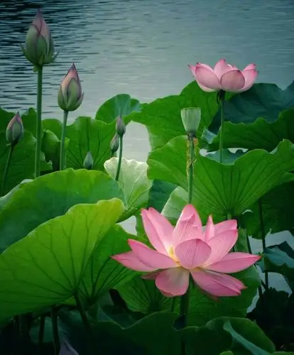 花草山水,图片鲜艳.很喜欢