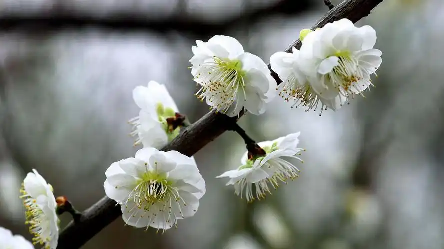 绿萼梅,高清图片,电脑桌面-壁纸族