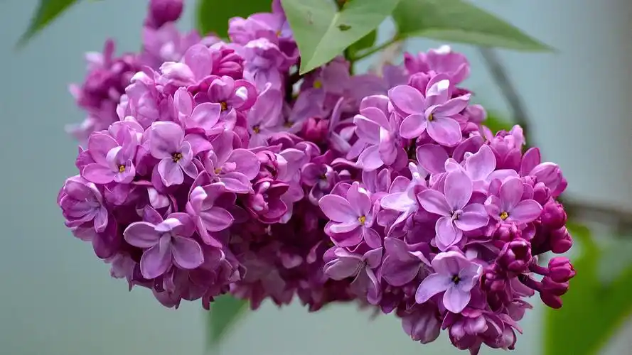 美丽的丁香花,花序 壁纸 - 1920x1080 全高清