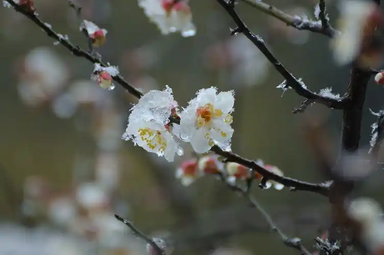 【星连文学社】浙江诗人佩佩:《我爱你一一雪中梅》_梅花迎