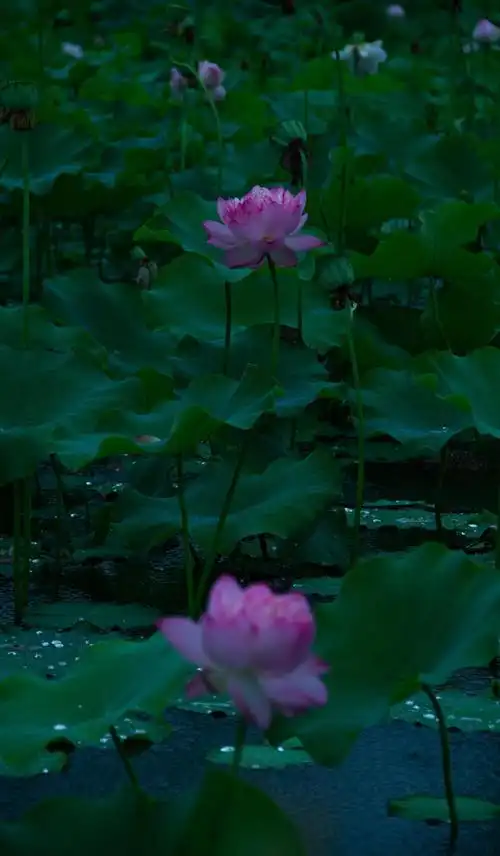 池塘里漂亮的荷花,图片大全,高清,图库-回车桌面