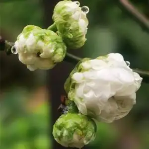 原生梅花  金钱绿萼