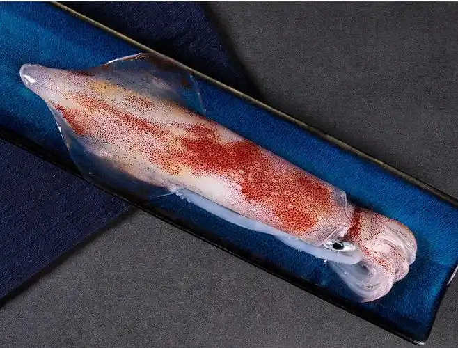 棠鲜生大鱿鱼船冻大管海钓火箭鱿鱼海鲜水产0811斤条