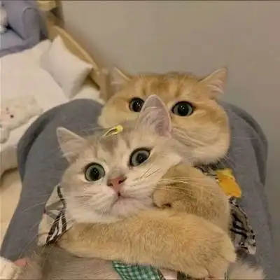 可爱双人双张猫咪情头图片,情侣头像图片