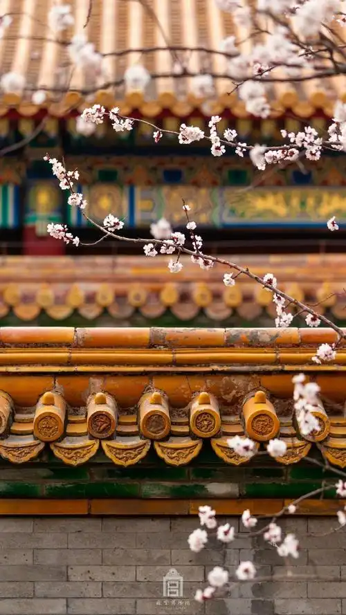 故宫杏花绽放唯美风景摄影图片