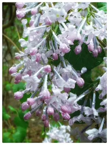 雨中的丁香!