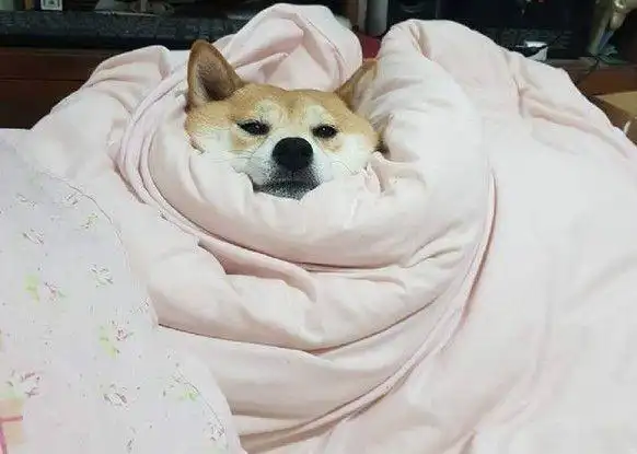 奴才慢走不送柴犬爽躺被窝睡好睡满爸无奈心已死