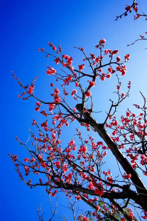 美丽绽放的梅树花