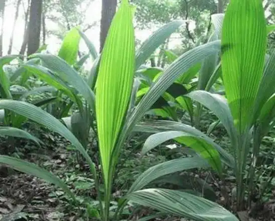 俗称"壮阳草",根部是个宝,百岁老人最爱用它煲汤喝如果你生活在农村