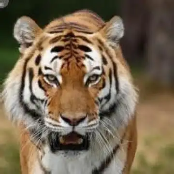 威武凶猛的老虎,动物头像图片-回车桌面