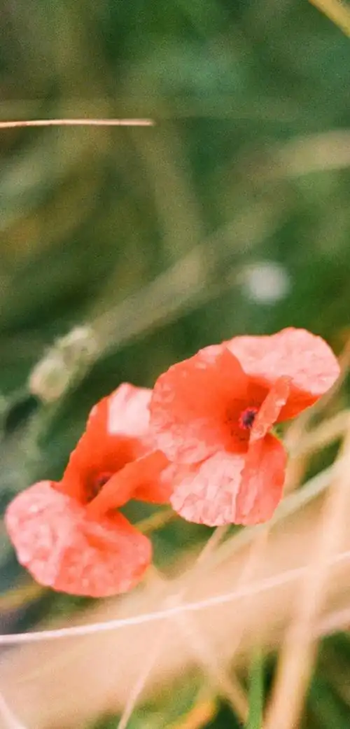 干净清爽的手机壁纸