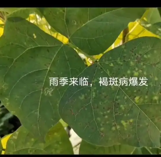 豆角褐斑病#图片资料来自#先正达 - 抖音