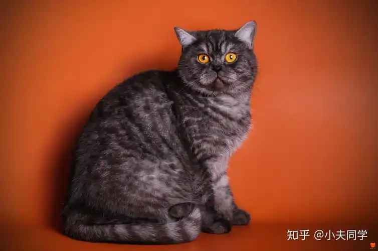 英短毛色大全集烟熏篇