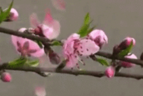 桃花依旧笑春风