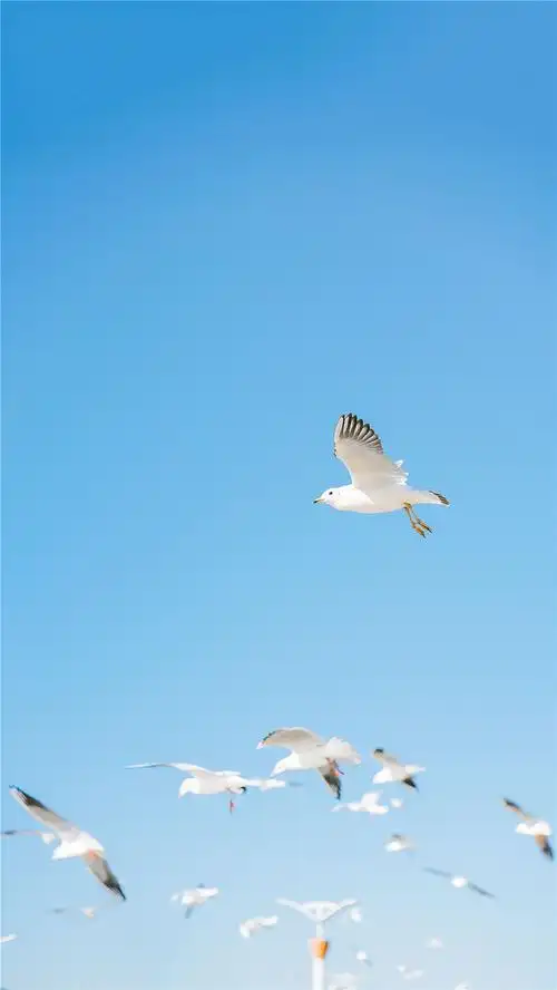 海边海鸥风景唯美高清手机壁纸