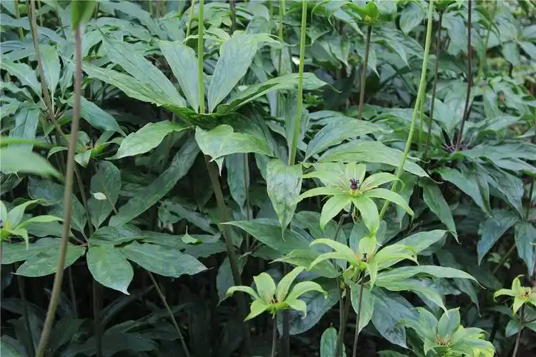 重楼(中医草药) - 本草百科 - 成都德思特生物技术有限公司-中药对照