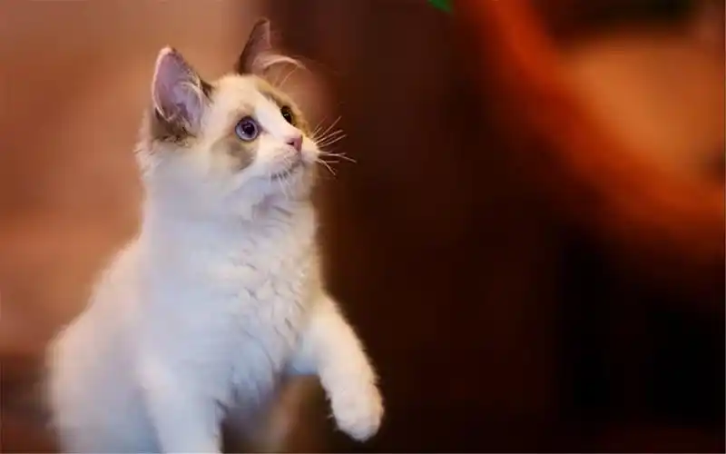 摄影精选电脑壁纸下载高清大图预览1920x1200_动物壁纸下载_美桌网