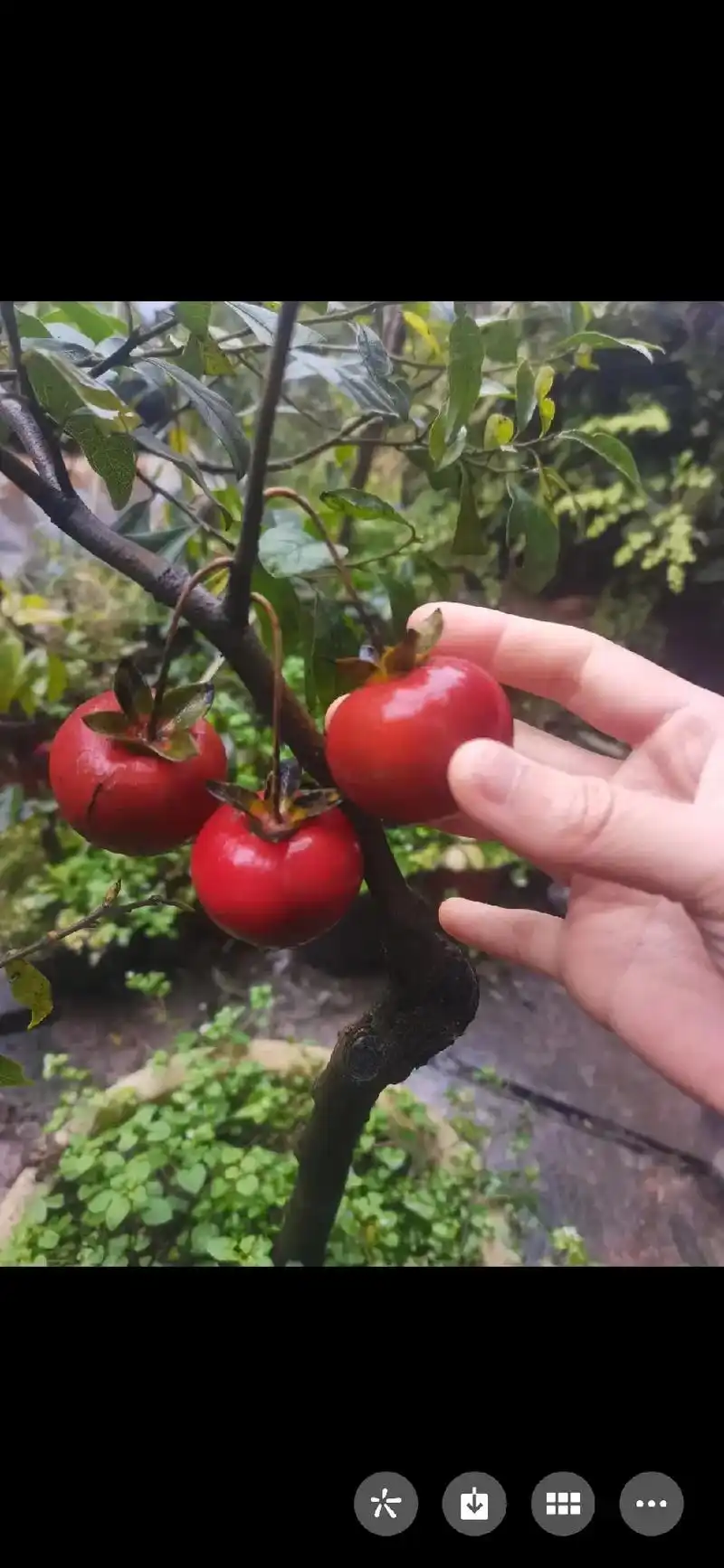 金弹子品种逸源红,木质化果柄,红芽哦.#金弹子 #灌木金弹子 - 抖音