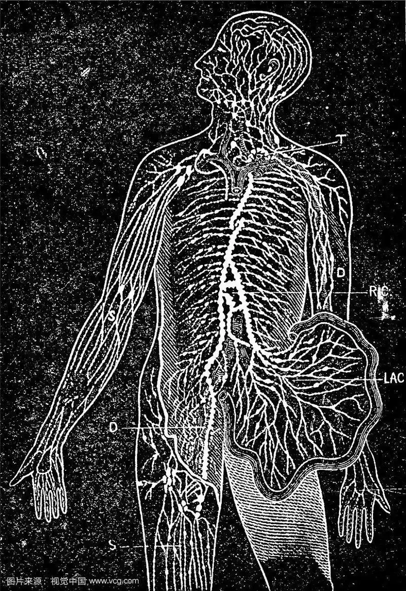 乳糜管和淋巴管老化了