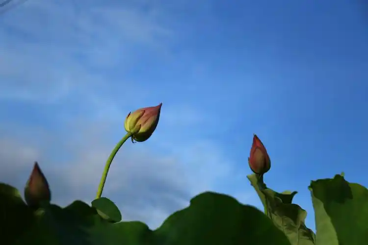 蓝天白云下的荷花,美极了