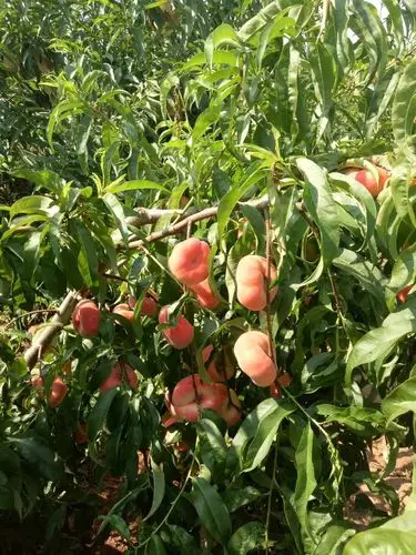 好 消 息目前枳沟龙韵蟠桃园无公害桃子可以成熟啦亲们就可以品味本地