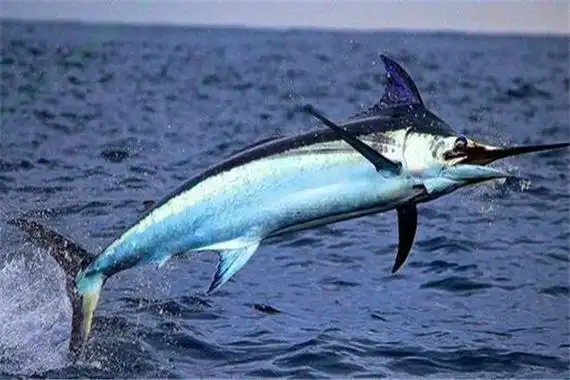 世界上最大的剑鱼 巨型剑鱼(身长4.1米体重310公斤)